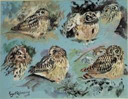Hibou des Marais